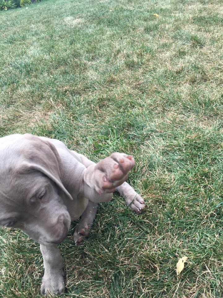 Miot B — Litter B Alive Silver Weimaraner 20Th Of July 2016 Malina Red