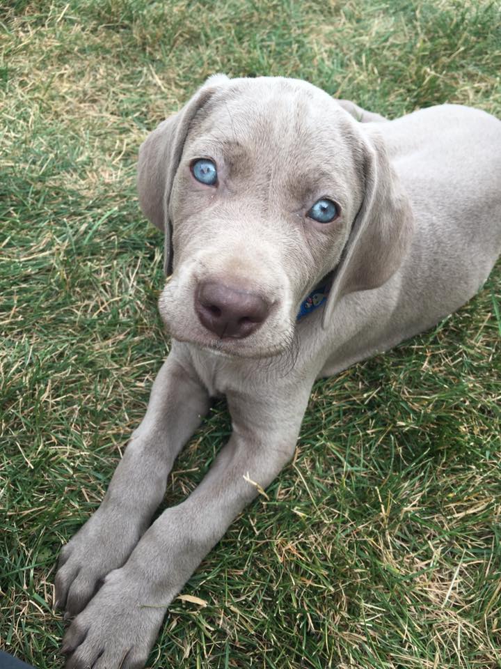 Miot B — Litter B Alive Silver Weimaraner 20Th Of July 2016 Malina Red
