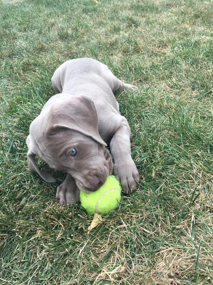 Miot B — Litter B Alive Silver Weimaraner 20Th Of July 2016 Malina Red