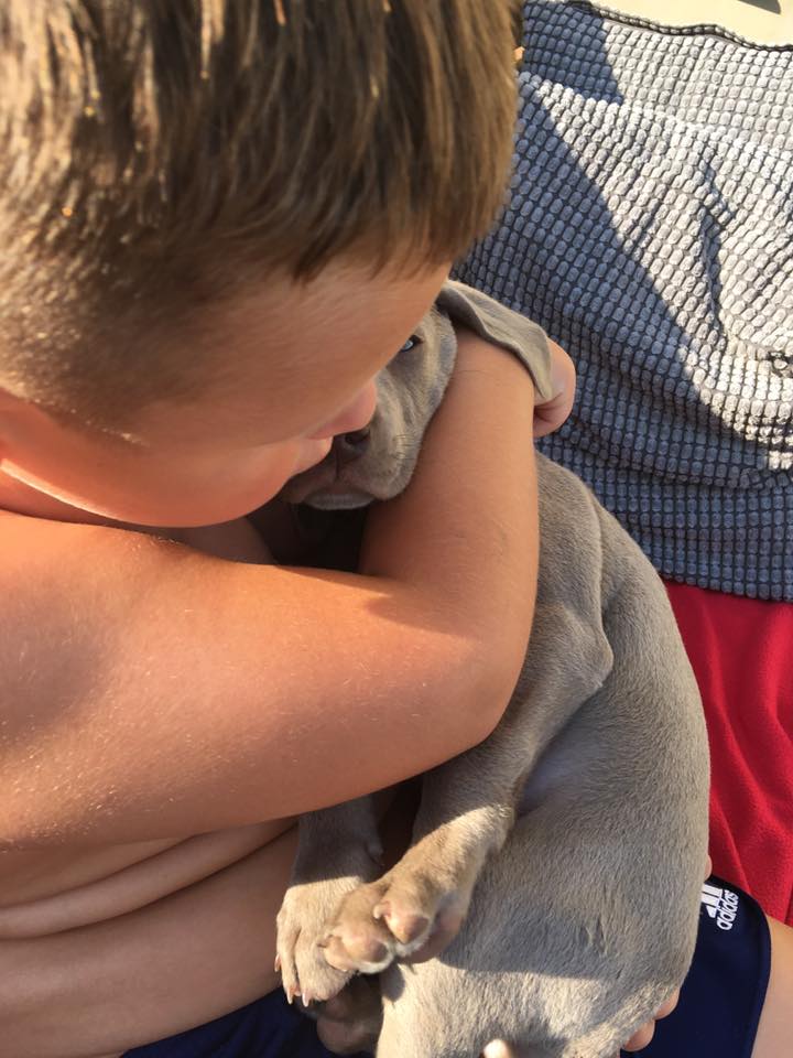 Miot B — Litter B Alive Silver Weimaraner 20Th Of July 2016 Malina Red