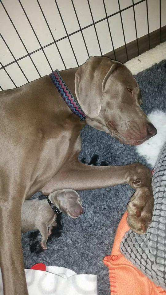 Miot B — Litter B Alive Silver Weimaraner 20Th Of July 2016 Malina Red