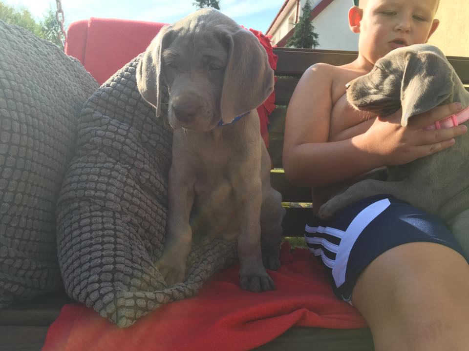 Miot B — Litter B Alive Silver Weimaraner 20Th Of July 2016 Malina Red