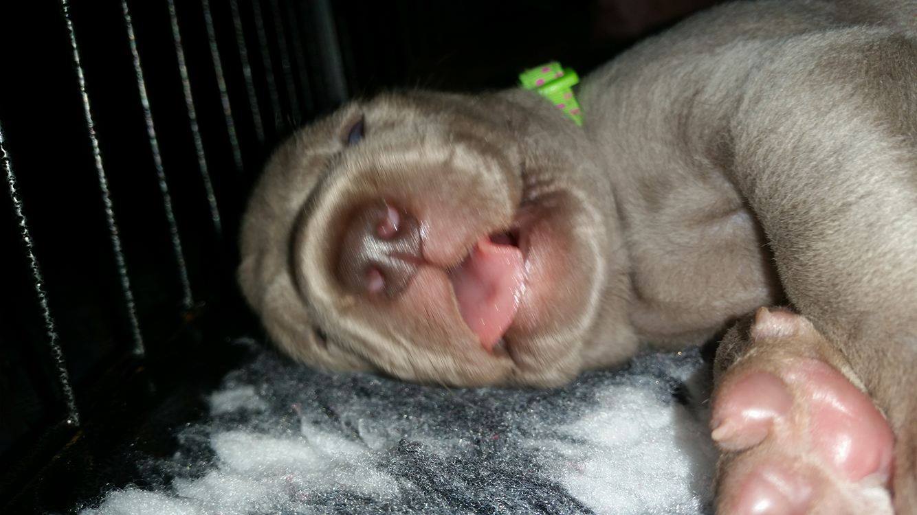 Miot B — Litter B Alive Silver Weimaraner 20Th Of July 2016 Malina Red