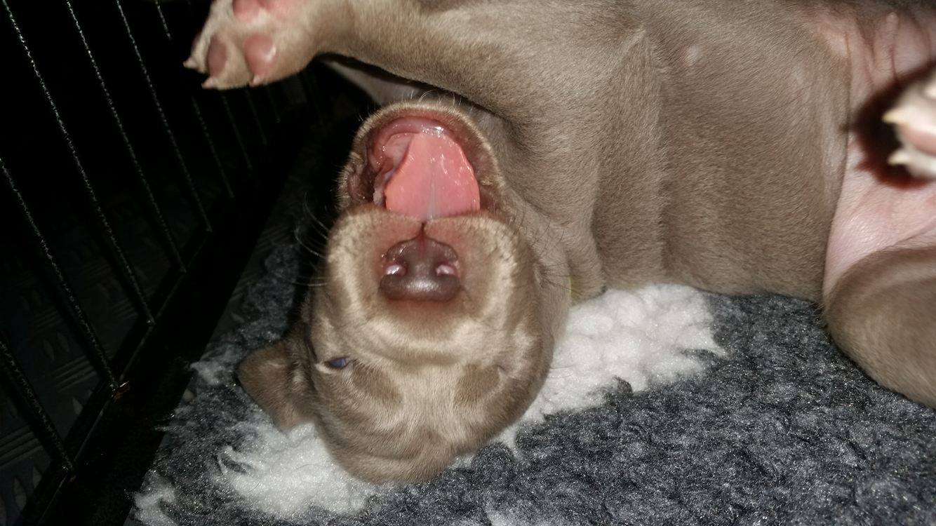 Miot B — Litter B Alive Silver Weimaraner 20Th Of July 2016 Malina Red