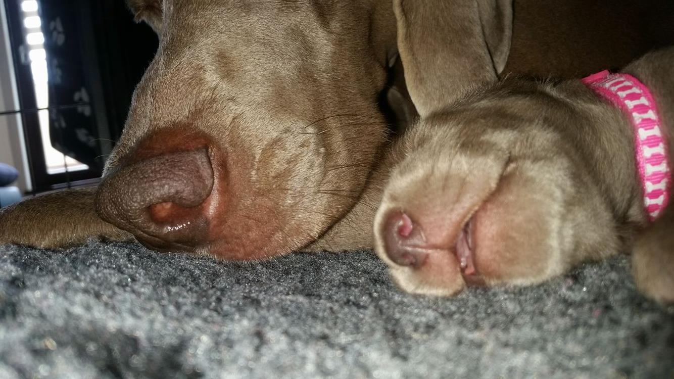 Miot B — Litter B Alive Silver Weimaraner 20Th Of July 2016 Malina Red