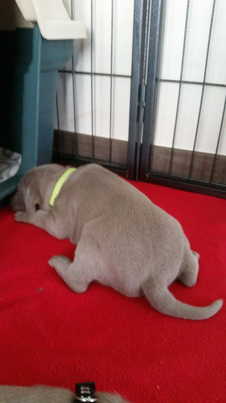 Miot B — Litter B Alive Silver Weimaraner 20Th Of July 2016 Malina Red