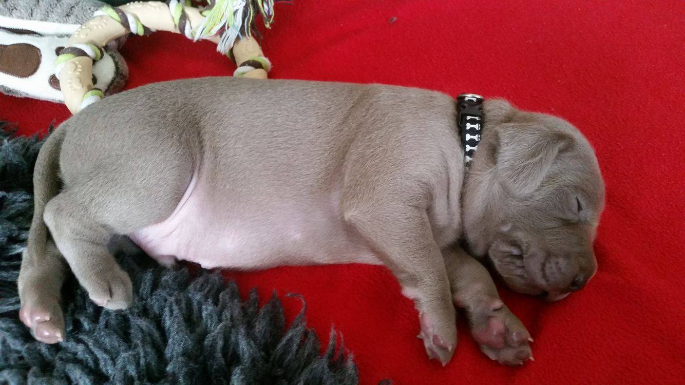 Miot B — Litter B Alive Silver Weimaraner 20Th Of July 2016 Malina Red
