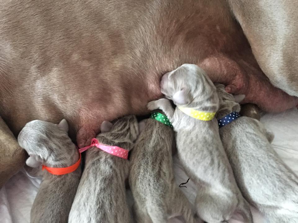Miot C — 1 Week