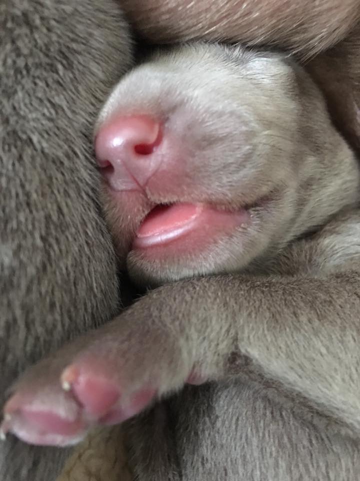 Miot C — 1 Week