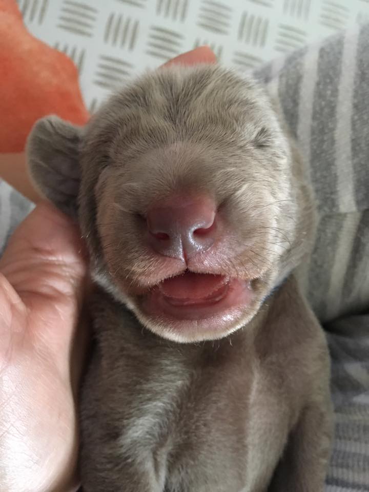 Miot C — 3 Week