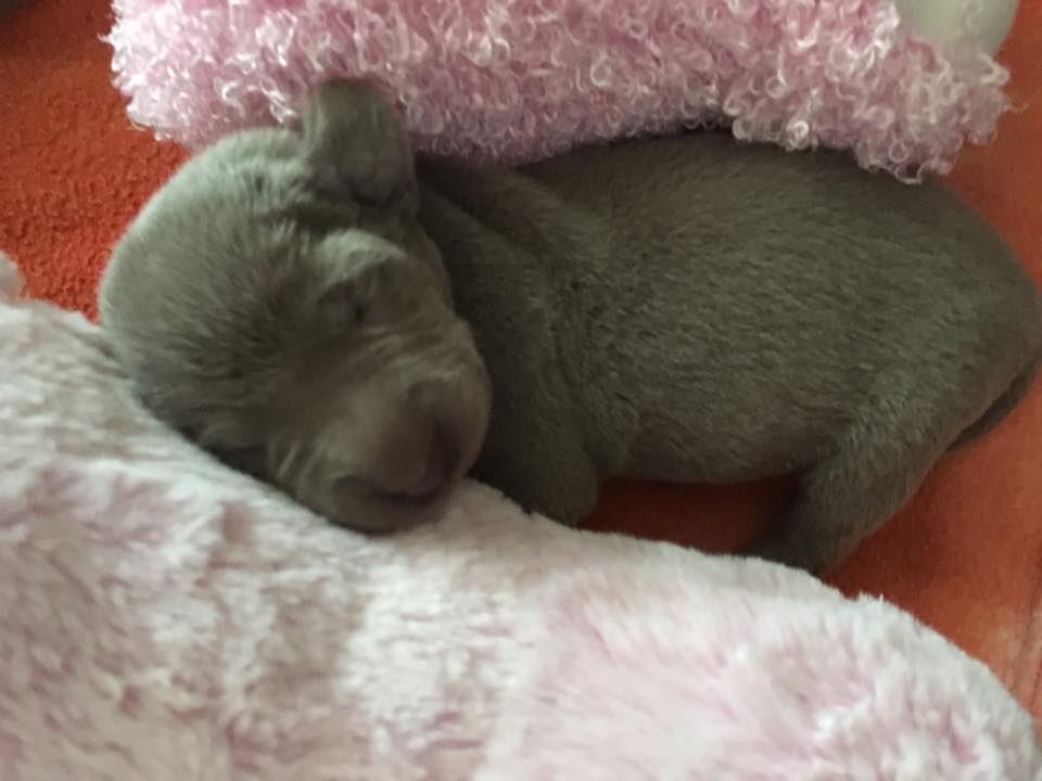 Miot C — 3 Week