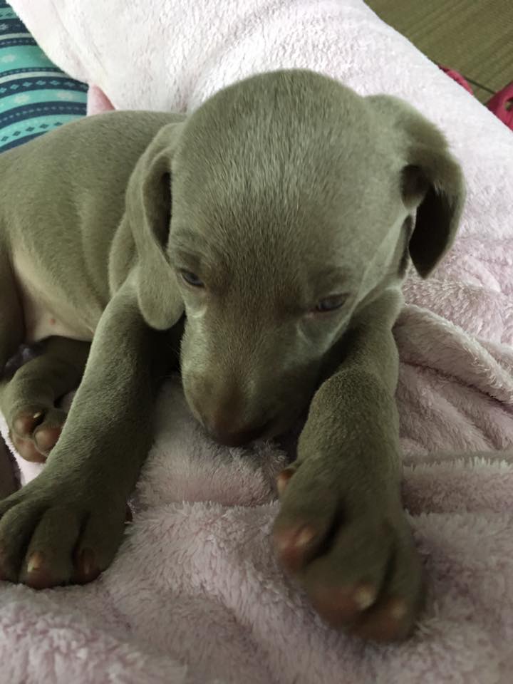 Miot C — 4 Week