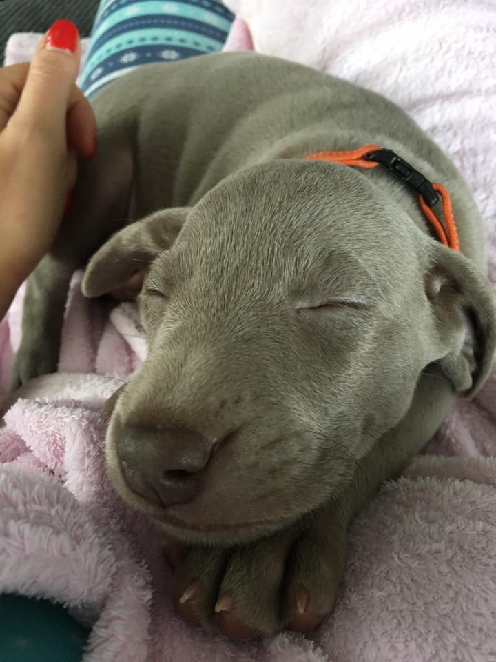 Miot C — 4 Week