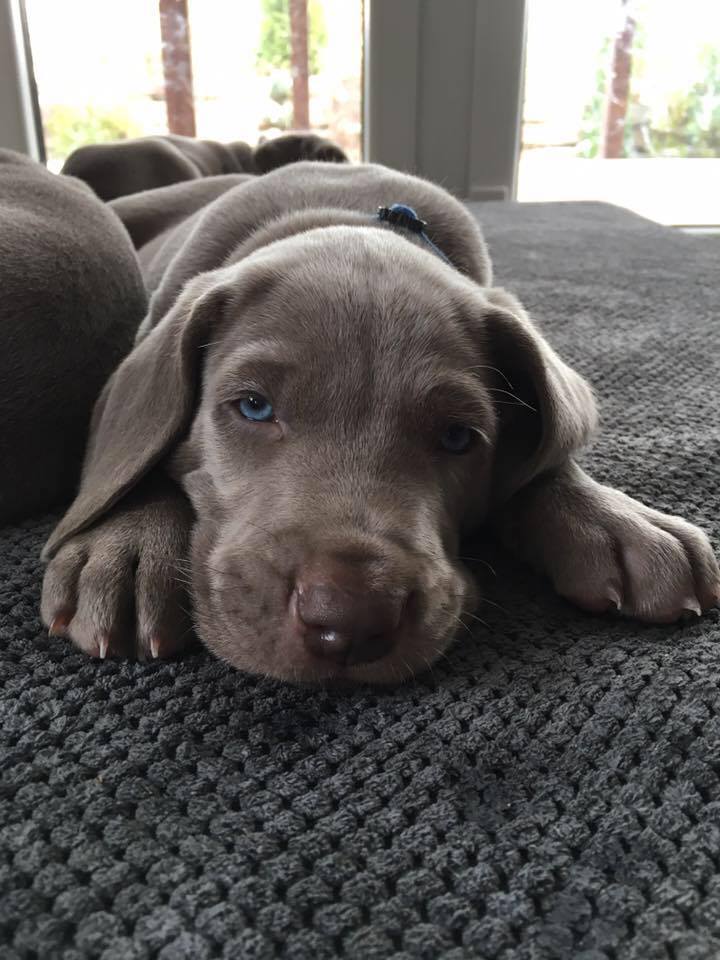 Miot C — 4 Week