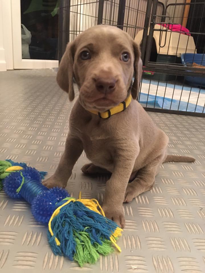 Miot C — 4 Week