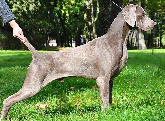 Miot C — Waldwiese Willy Good Dog