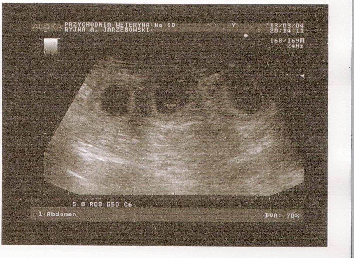 Miot F — Archiwum miotu