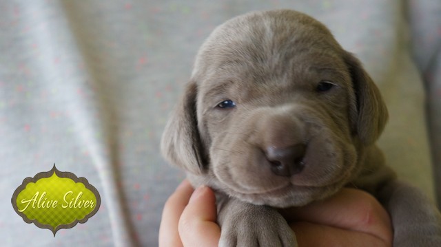 Miot F — 14 Days Puppies Weimaraner