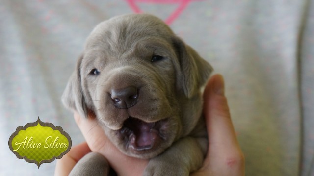Miot F — 14 Days Puppies Weimaraner
