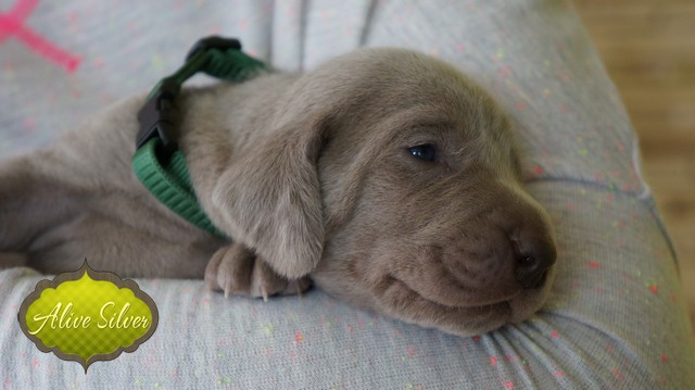 Miot F — 14 Days Puppies Weimaraner