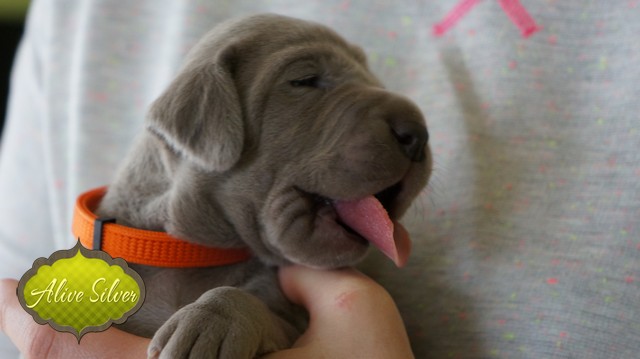 Miot F — 14 Days Puppies Weimaraner