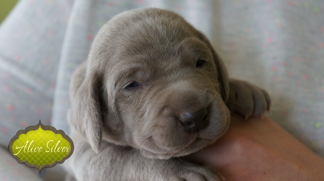 Miot F — 14 Days Puppies Weimaraner