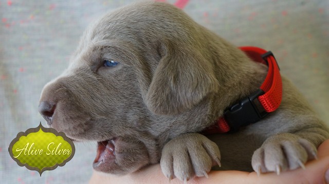 Miot F — 14 Days Puppies Weimaraner