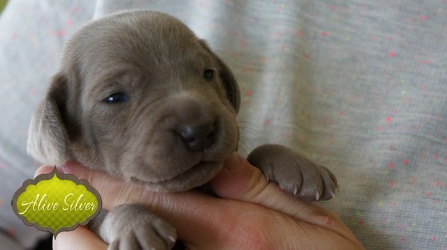 Miot F — 14 Days Puppies Weimaraner