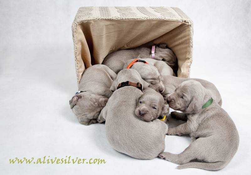 Miot F — 15 Days Puppies Weimaraner