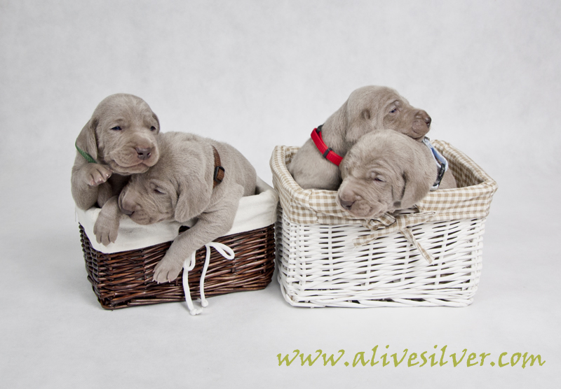 Miot F — 15 Days Puppies Weimaraner