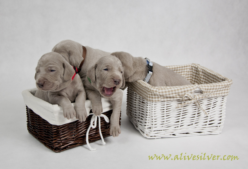 Miot F — 15 Days Puppies Weimaraner