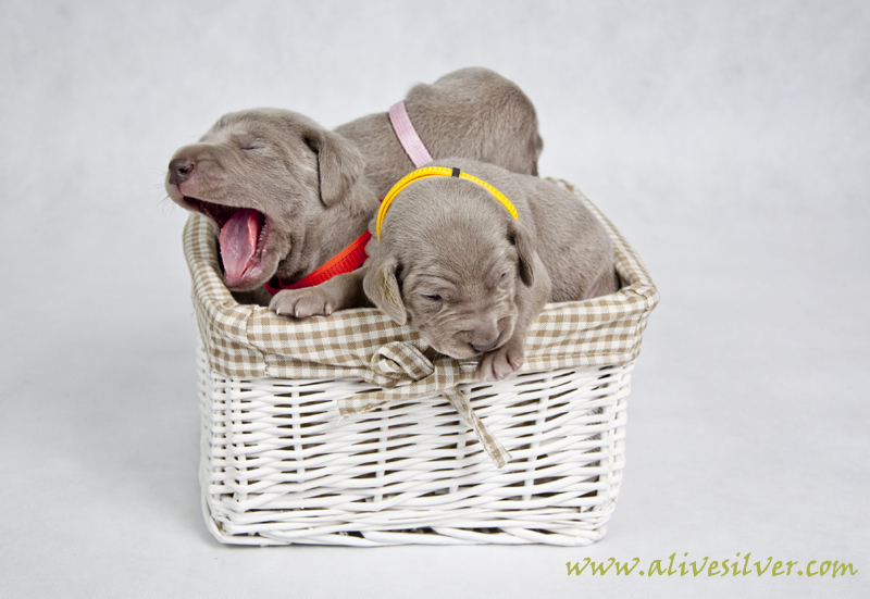 Miot F — 15 Days Puppies Weimaraner