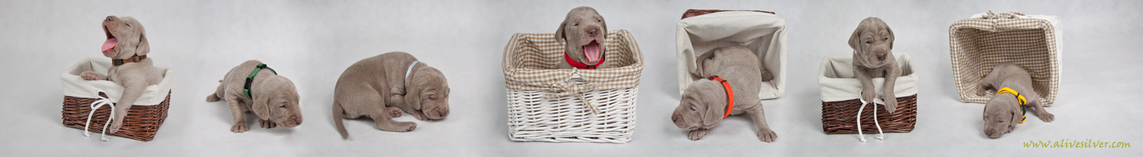 Miot F — 15 Days Puppies Weimaraner