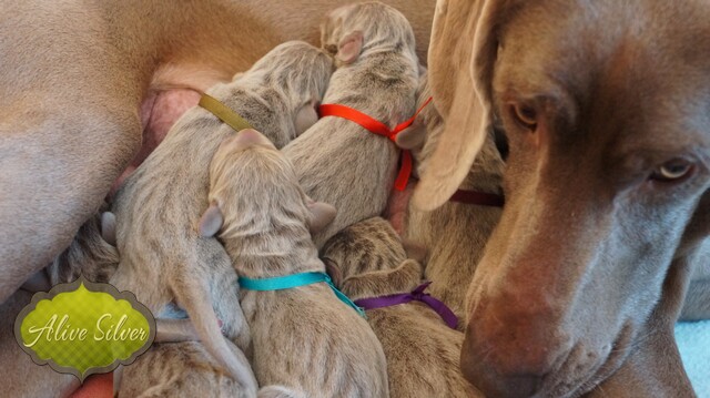 Miot F — 1 Day Puppies Weimaraner