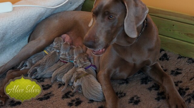 Miot F — 1 Day Puppies Weimaraner