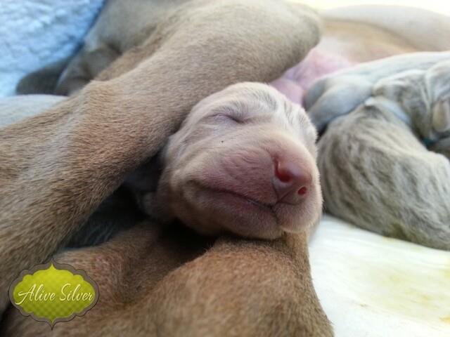 Miot F — 1 Day Puppies Weimaraner