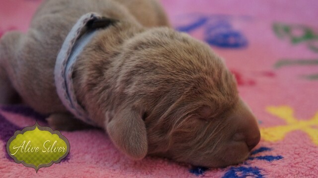 Miot F — 2 Day Puppies Weimaraner