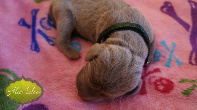 Miot F — 2 Day Puppies Weimaraner