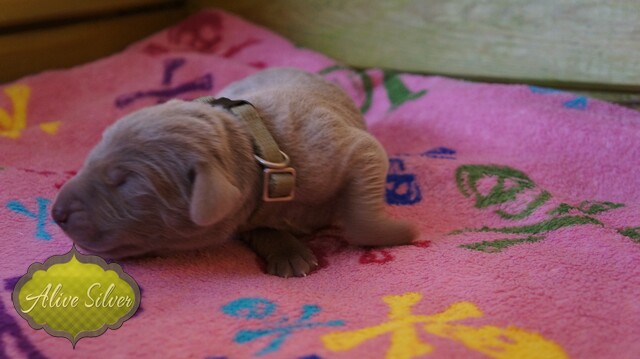 Miot F — 2 Day Puppies Weimaraner