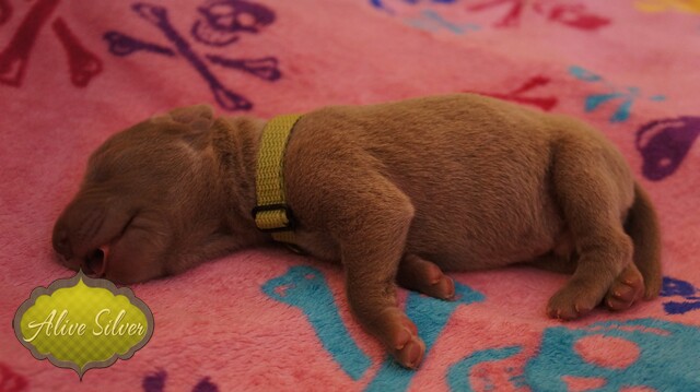 Miot F — 2 Day Puppies Weimaraner