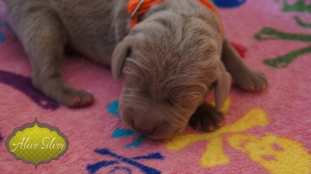 Miot F — 2 Day Puppies Weimaraner
