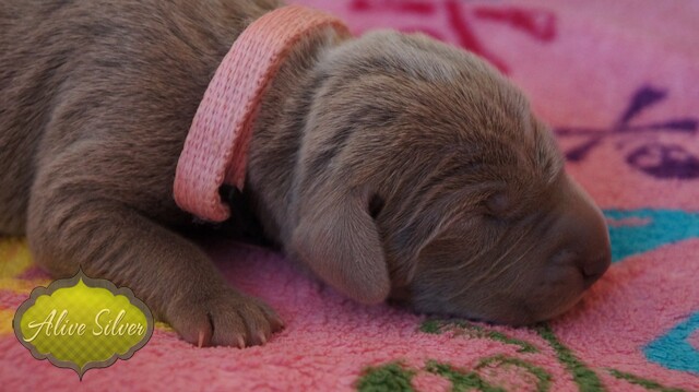 Miot F — 2 Day Puppies Weimaraner