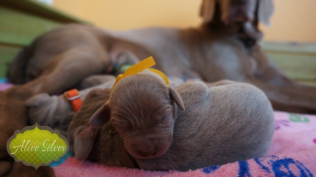 Miot F — 2 Day Puppies Weimaraner
