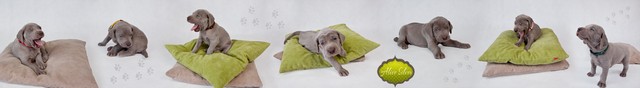 Miot F — 4 Weeks Puppies Weimaraner