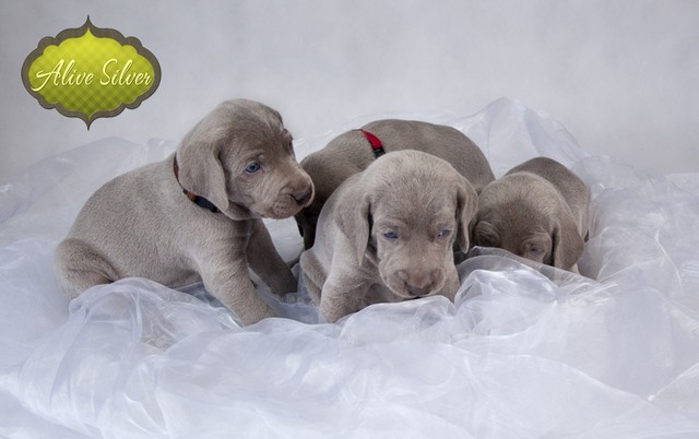 Miot F — 4 Weeks Puppies Weimaraner