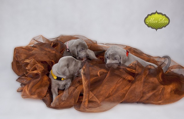 Miot F — 4 Weeks Puppies Weimaraner