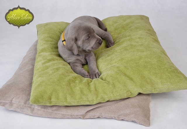 Miot F — 4 Weeks Puppies Weimaraner