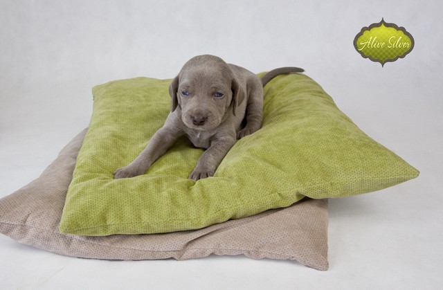 Miot F — 4 Weeks Puppies Weimaraner