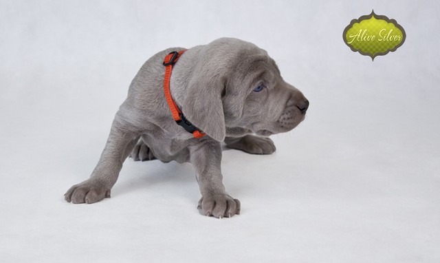 Miot F — 4 Weeks Puppies Weimaraner