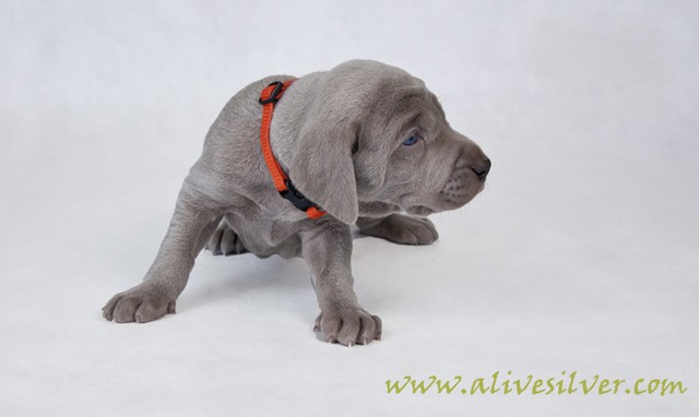 Miot F — 4 Weeks Puppies Weimaraner